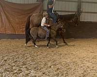 grulla-working-cattle-pony