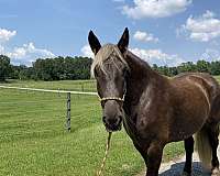 draft-horse