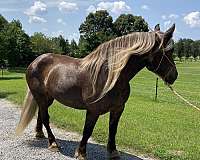 draft-horse-for-sale