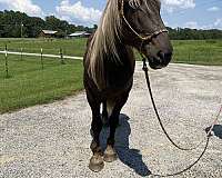 draft-belgian-horse