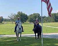 draft-percheron-horse