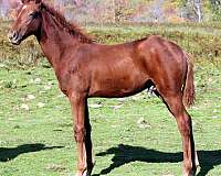 missouri-fox-trotter-colt