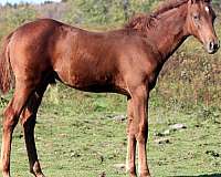 all-reasonable-offers-missouri-fox-trotter-horse