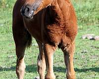 badger-missouri-fox-trotter-horse