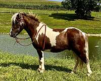 all-around-miniature-horse