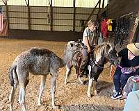 driving-miniature-horse