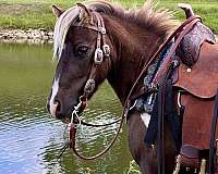 driving-miniature-horse