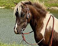 flashy-miniature-horse