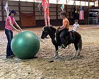 gymkhana-miniature-horse