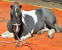 bean-miniature-horse