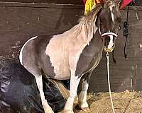 bean-miniature-horse