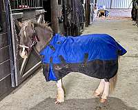 clean-legs-miniature-horse