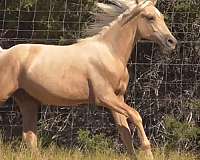 mare-for-sale-stallion