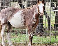 ranch-horse-for-sale-stallion