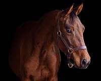 arabiansporthorse-half-arabian-horse