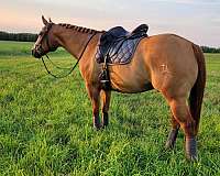 dressage-quarter-horse