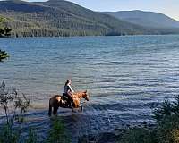 western-dressage-quarter-horse