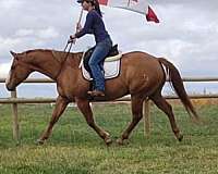 red-dun-quarter-horse-gelding