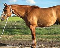 dun-red-dun-western-dressage-horse