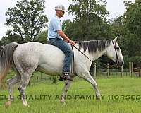 all-around-quarter-horse