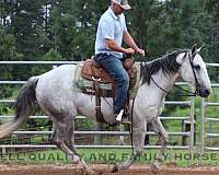 barrel-quarter-horse