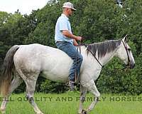 barrel-racing-quarter-horse