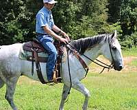 calf-roping-quarter-horse