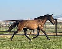 flashy-natural-horsemanship-training-gelding