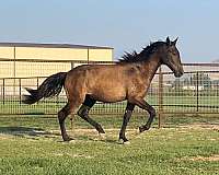 flashy-natural-horsemanship-training-horse