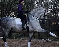 flashy-natural-horsemanship-training