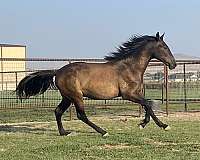 grey-flashy-natural-horsemanship-training-horse