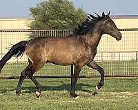 flashy-natural-horsemanship-training-horse