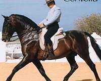 athletic-import-andalusian-horse