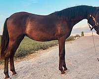 14-hand-lusitano-filly