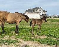 filly-lusitano-horse