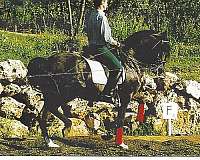 working-equitation-lusitano-horse