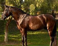 cowboy-dressage-lusitano-horse