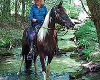 tobiano-horse