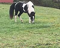 black-tobiano-horse