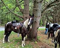 age-tennessee-walking-horse