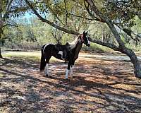 beginner-novice-tennessee-walking-horse