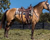 buckskin-none-horse