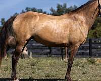 beginner-safe-tennessee-walking-horse