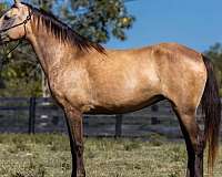 family-horse-tennessee-walking