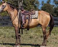 gaited-tennessee-walking-horse