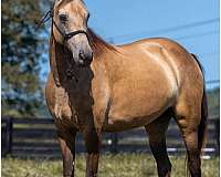 tennessee-walking-horse