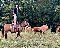 trail-tennessee-walking-horse