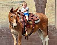 ranch-work-quarter-horse