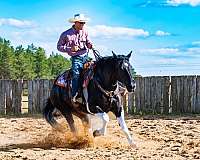 beginner-safe-quarter-horse