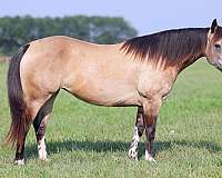 buckskin-star-horse